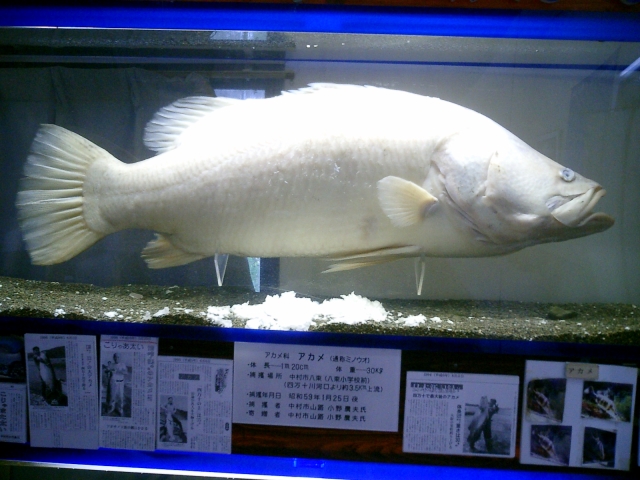 日本三大怪魚の釣り方とその分布